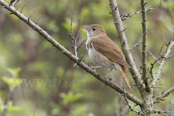 Nachtigall (Luscinia megarhynchos)