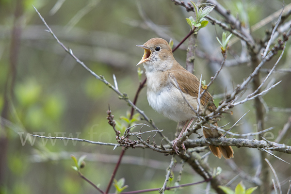 Nachtigall (Luscinia megarhynchos)