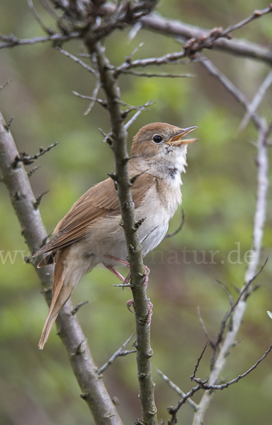 Nachtigall (Luscinia megarhynchos)