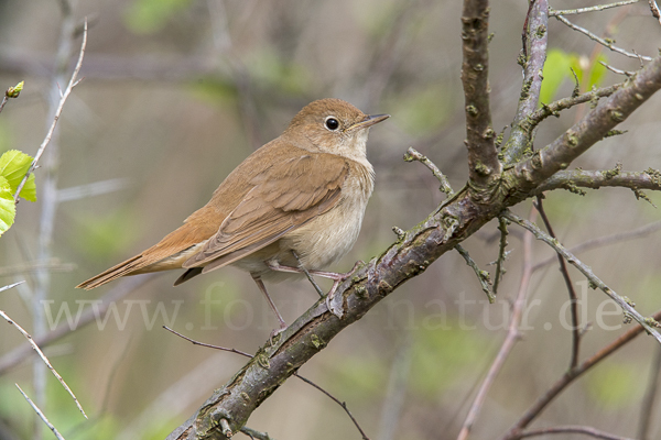 Nachtigall (Luscinia megarhynchos)