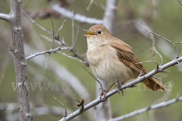 Nachtigall (Luscinia megarhynchos)