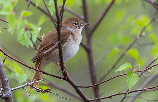 Nachtigall (Luscinia megarhynchos)