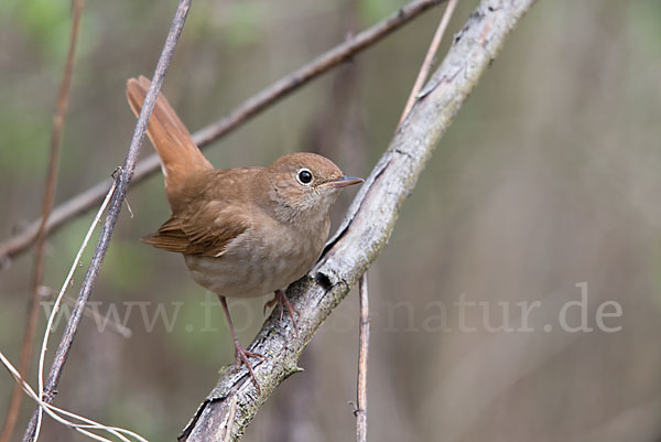 Nachtigall (Luscinia megarhynchos)