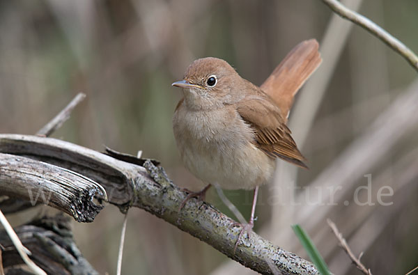 Nachtigall (Luscinia megarhynchos)