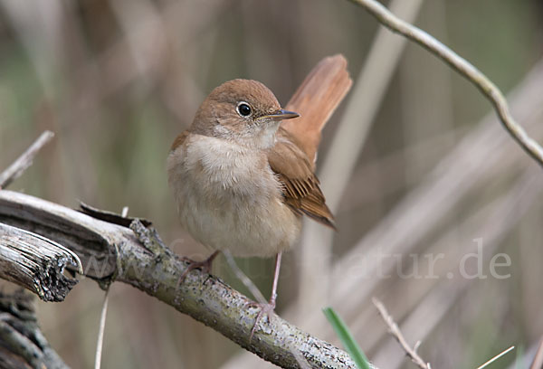 Nachtigall (Luscinia megarhynchos)