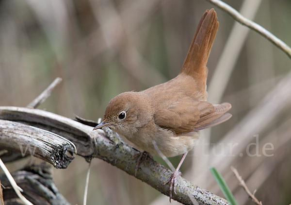 Nachtigall (Luscinia megarhynchos)