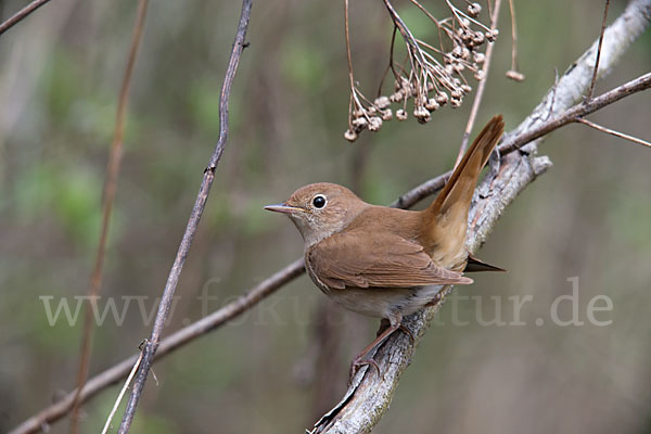 Nachtigall (Luscinia megarhynchos)