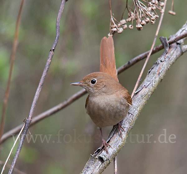 Nachtigall (Luscinia megarhynchos)