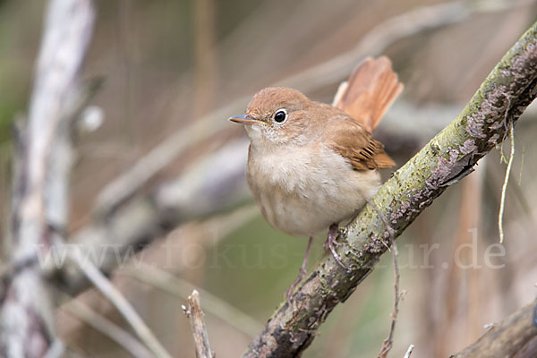 Nachtigall (Luscinia megarhynchos)