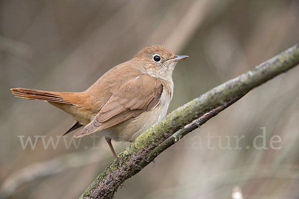 Nachtigall (Luscinia megarhynchos)