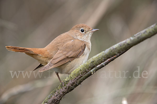 Nachtigall (Luscinia megarhynchos)