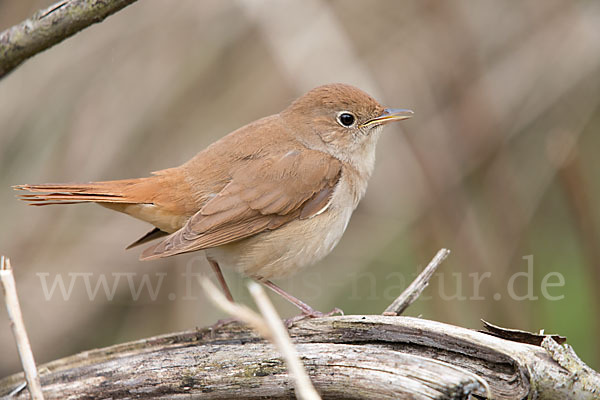 Nachtigall (Luscinia megarhynchos)