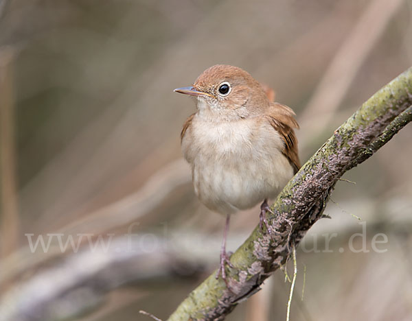 Nachtigall (Luscinia megarhynchos)