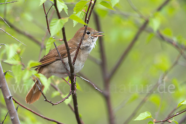 Nachtigall (Luscinia megarhynchos)