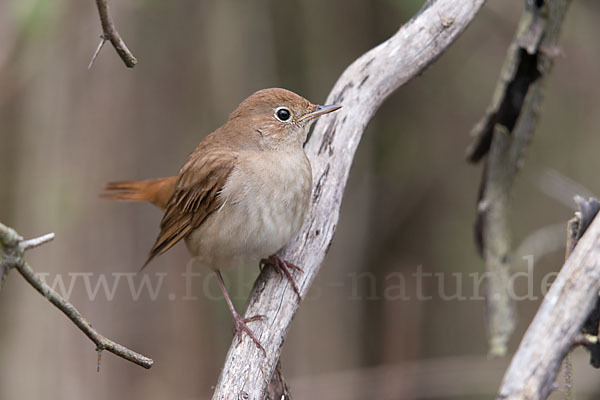 Nachtigall (Luscinia megarhynchos)