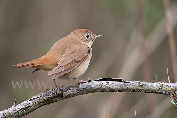 Nachtigall (Luscinia megarhynchos)