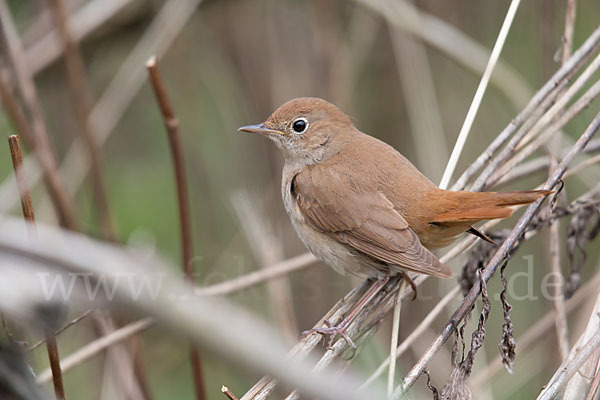 Nachtigall (Luscinia megarhynchos)