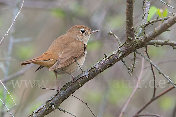 Nachtigall (Luscinia megarhynchos)