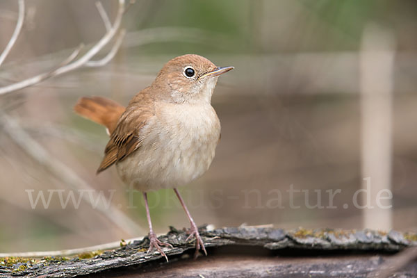 Nachtigall (Luscinia megarhynchos)