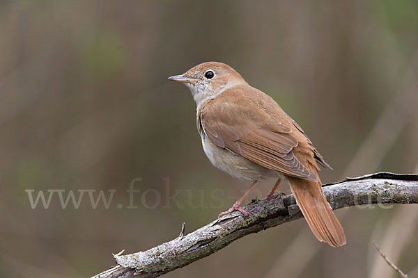 Nachtigall (Luscinia megarhynchos)