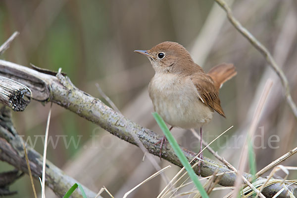 Nachtigall (Luscinia megarhynchos)