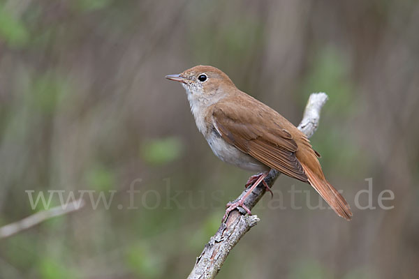 Nachtigall (Luscinia megarhynchos)