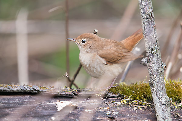 Nachtigall (Luscinia megarhynchos)