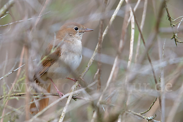 Nachtigall (Luscinia megarhynchos)