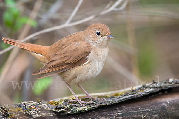 Nachtigall (Luscinia megarhynchos)