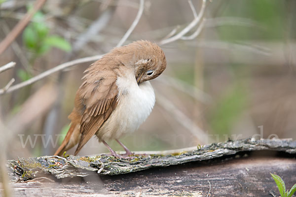 Nachtigall (Luscinia megarhynchos)