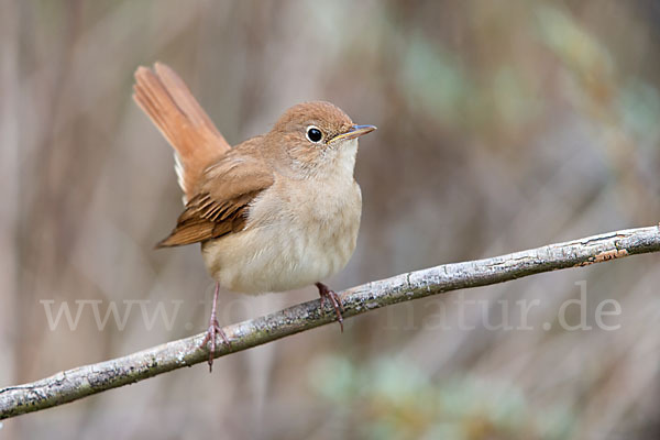 Nachtigall (Luscinia megarhynchos)