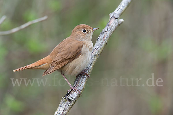 Nachtigall (Luscinia megarhynchos)