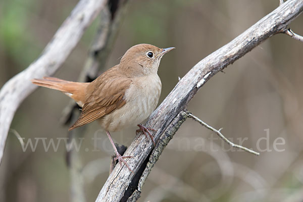 Nachtigall (Luscinia megarhynchos)