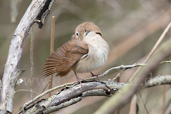 Nachtigall (Luscinia megarhynchos)