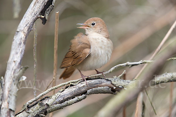 Nachtigall (Luscinia megarhynchos)