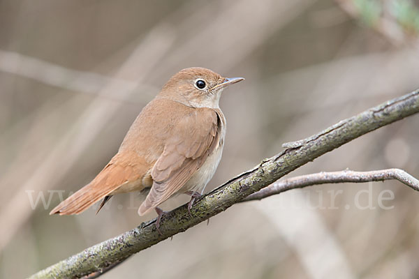 Nachtigall (Luscinia megarhynchos)