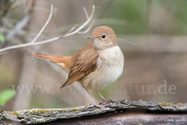 Nachtigall (Luscinia megarhynchos)