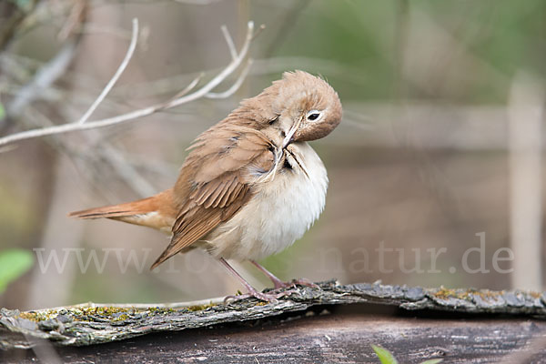 Nachtigall (Luscinia megarhynchos)