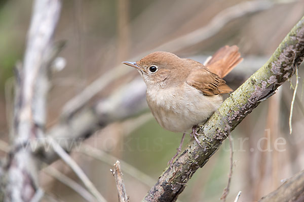 Nachtigall (Luscinia megarhynchos)