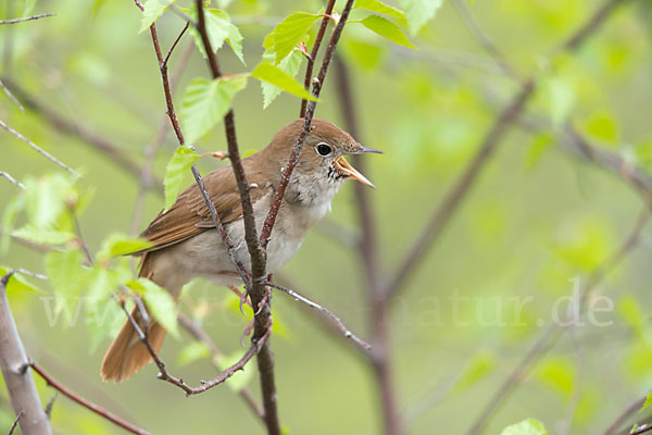 Nachtigall (Luscinia megarhynchos)