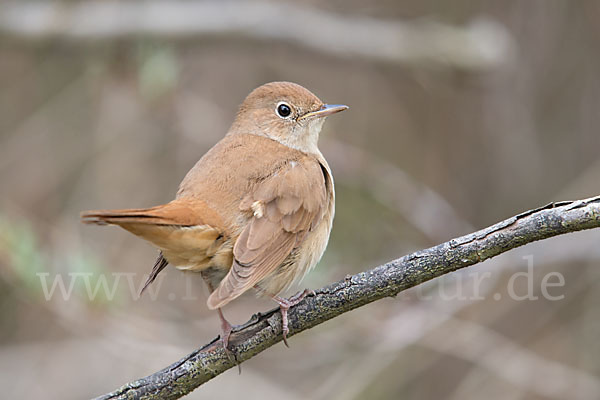 Nachtigall (Luscinia megarhynchos)