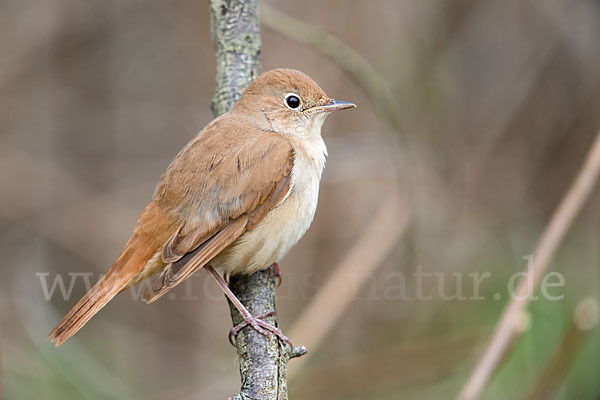 Nachtigall (Luscinia megarhynchos)