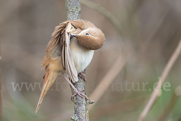 Nachtigall (Luscinia megarhynchos)