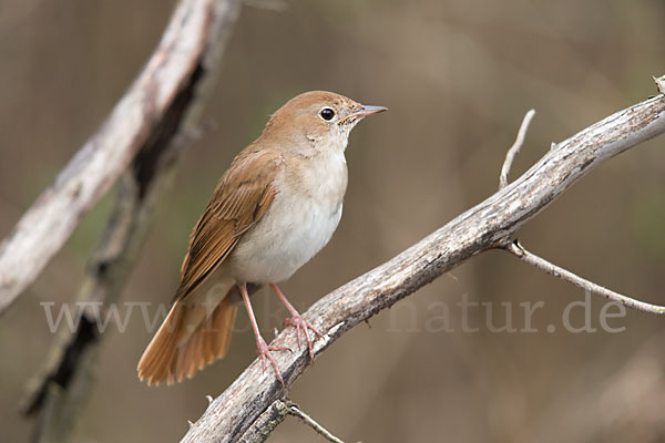 Nachtigall (Luscinia megarhynchos)