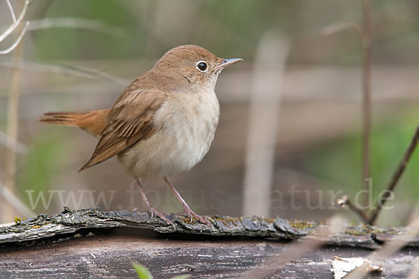 Nachtigall (Luscinia megarhynchos)