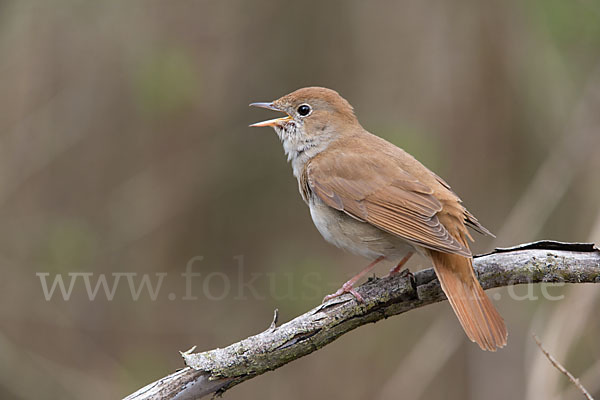 Nachtigall (Luscinia megarhynchos)