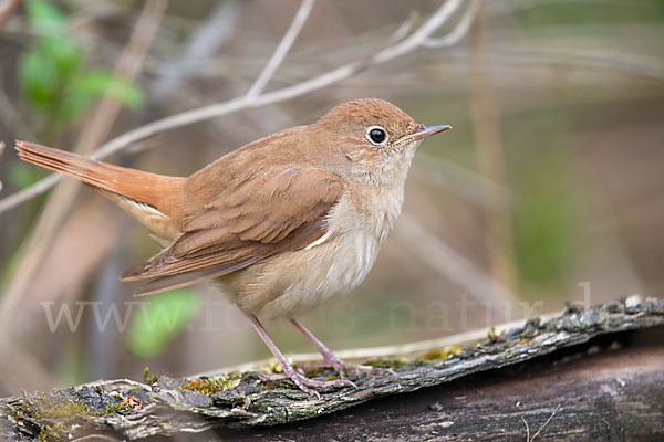 Nachtigall (Luscinia megarhynchos)