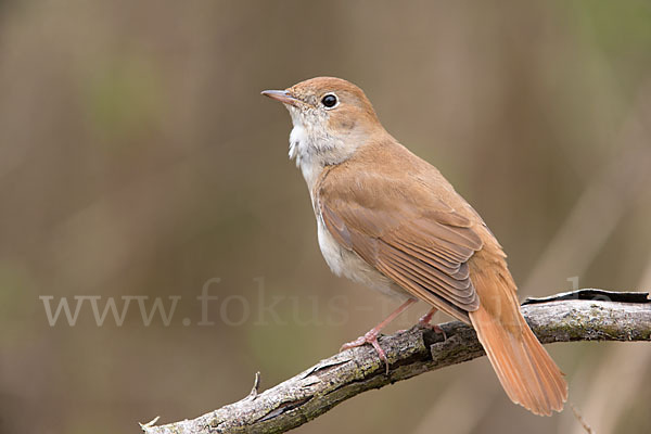 Nachtigall (Luscinia megarhynchos)