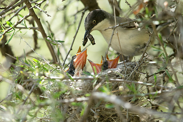 Nachtigallengrasmücke (Curruca crassirostris)