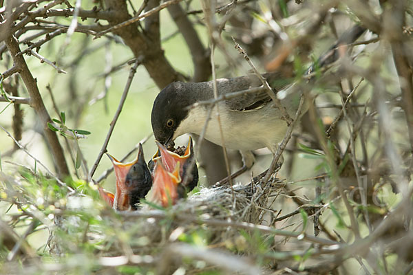 Nachtigallengrasmücke (Curruca crassirostris)